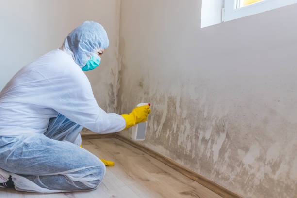 Licensed Commercial Mold Remediation service in Quincy, MI - WQB Mold Removal