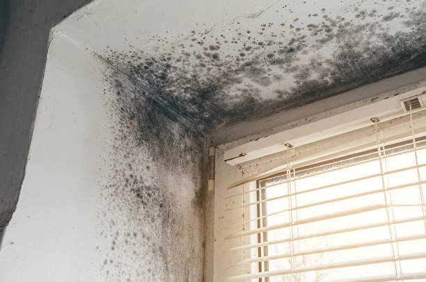 Affordable Commercial Mold Remediation solutions in Quincy, MI