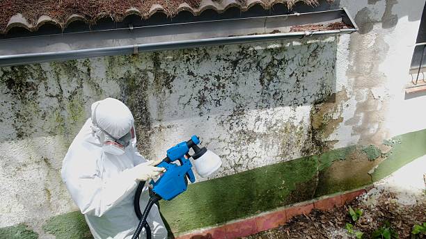 Top rated local Commercial Mold Remediation specialists in Quincy, MI